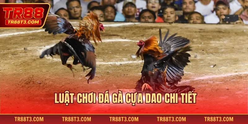 Luật chơi đá gà cựa dao chi tiết