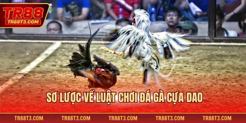 Sơ lược về luật chơi đá gà cựa dao